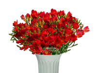 Фрезия красная
