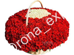 1001 роза