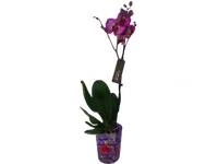 Орхидея